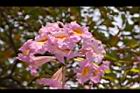 風鈴木-花14.JPG