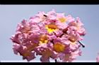 風鈴木-花16.JPG