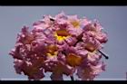 風鈴木-花18.JPG