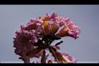 風鈴木-花19.JPG