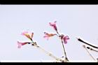 風鈴木-花22.JPG