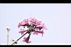 風鈴木-花23.JPG