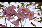 風鈴木-花24.JPG