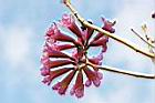 風鈴木-花25.jpg