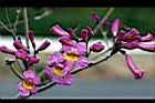 風鈴木-花26.jpg