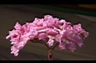 風鈴木-花27.jpg