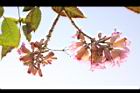 風鈴木-花29.jpg