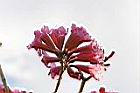 風鈴木-花30.jpg