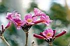 風鈴木-花31.jpg