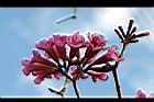 風鈴木-花32.jpg