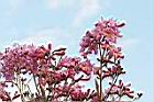 風鈴木-花36.jpg