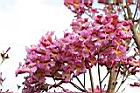 風鈴木-花37.jpg