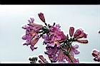 風鈴木-花38.jpg