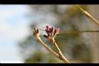 風鈴木-花39.jpg