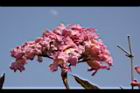 風鈴木-花40.jpg