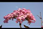 風鈴木-花41.jpg