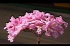 風鈴木-花42.jpg