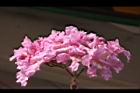 風鈴木-花43.jpg