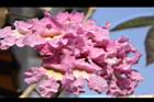 風鈴木-花51.jpg