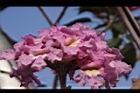 風鈴木-花52.jpg
