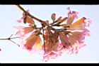 風鈴木-花53.jpg