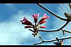 風鈴木-花55.jpg