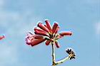 風鈴木-花56.jpg