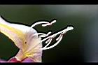 風鈴木-花蕊1.jpg