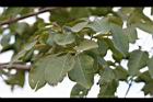 風鈴木-葉09.jpg