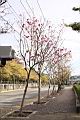 風鈴木02.JPG