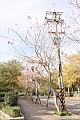 風鈴木06.JPG