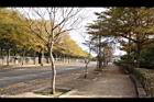 風鈴木07.JPG