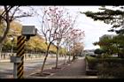 風鈴木08.JPG