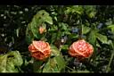 風鈴花-花42.JPG