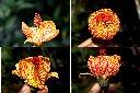 風鈴花-花蕊1.jpg