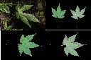 風鈴花-葉1.jpg
