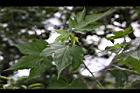風鈴花-實00.jpg