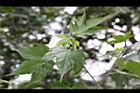 風鈴花-實01.jpg