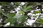 風鈴花-實02.jpg