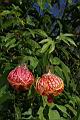 風鈴花-花10.JPG