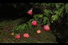 風鈴花-花22.JPG