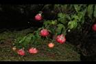 風鈴花-花23.JPG