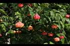 風鈴花-花24.JPG