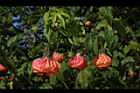 風鈴花-花25.JPG