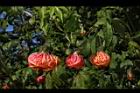 風鈴花-花26.JPG