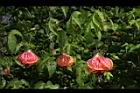 風鈴花-花27.JPG