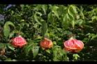 風鈴花-花28.JPG