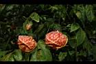 風鈴花-花30.JPG