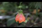 風鈴花-花36.jpg