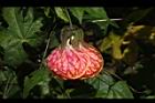 風鈴花-花41.JPG
